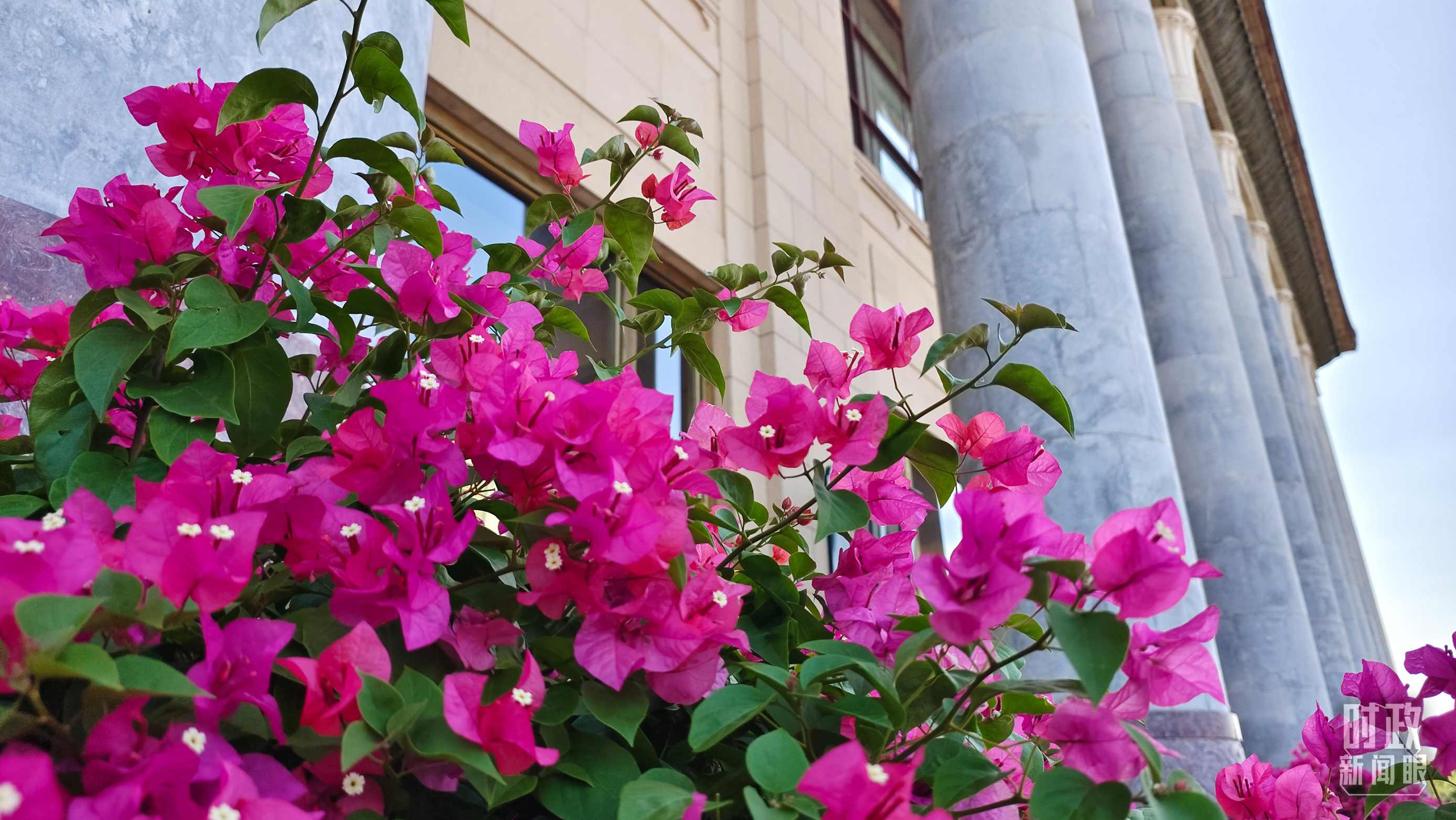 △人民大會堂外花團(tuán)錦簇。（總臺央視記者韓銳拍攝）