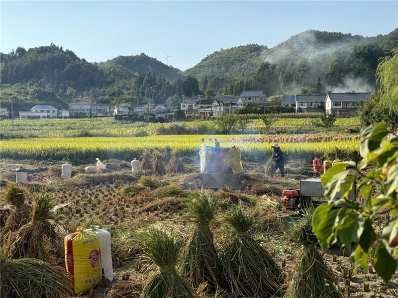 “豐收”是秋天的關(guān)鍵詞，田間煙火氣，最撫凡人心。打谷機(jī)、蛇皮袋、抱稻禾、捆秸稈……這是鄉(xiāng)土中國廣大農(nóng)村收割稻谷的經(jīng)典場景，也是不少干過農(nóng)活的人的獨(dú)家記憶。告別了打谷機(jī)，擁抱機(jī)械化，改變的是生產(chǎn)工具，不變的是三農(nóng)情懷。農(nóng)為邦本，本固邦寧，每一個(gè)親吻土地、珍惜糧食的日子都值得被尊敬，被緬懷，被憧憬?？疾靾F(tuán)中的謝里克·科爾茹姆巴耶夫是《哈薩克斯坦實(shí)業(yè)報(bào)》的總編輯，也是一位“生活觀察家”，田間里揮汗收割的村民引起了他的興趣，他感嘆道：人們勞作的過程總是令人賞心悅目。這就是中外共鳴的“鄉(xiāng)愁”吧。 （烏茲別克斯坦《人民言論報(bào)》副總編輯魯斯蘭·肯扎耶夫攝）