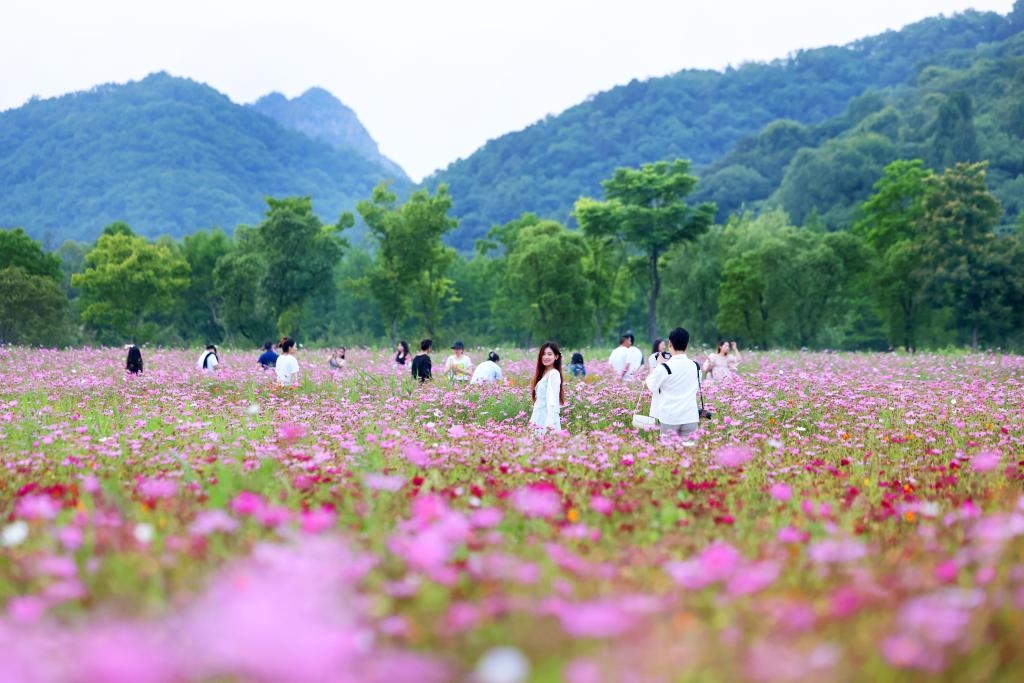 6月8日，游人在浙江省杭州市西湖區(qū)雙浦鎮(zhèn)銅鑒湖畔的花海中游覽。新華社發(fā)（周方玲 攝）