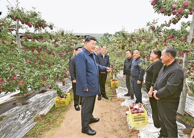 2024年9月10日至13日，中共中央總書記、國家主席、中央軍委主席習近平在甘肅考察。這是11日上午，習近平在天水市麥積區(qū)南山花牛蘋果基地考察時，走進果林了解相關(guān)種植、技術(shù)和管理情況。 新華社記者 謝環(huán)馳/攝