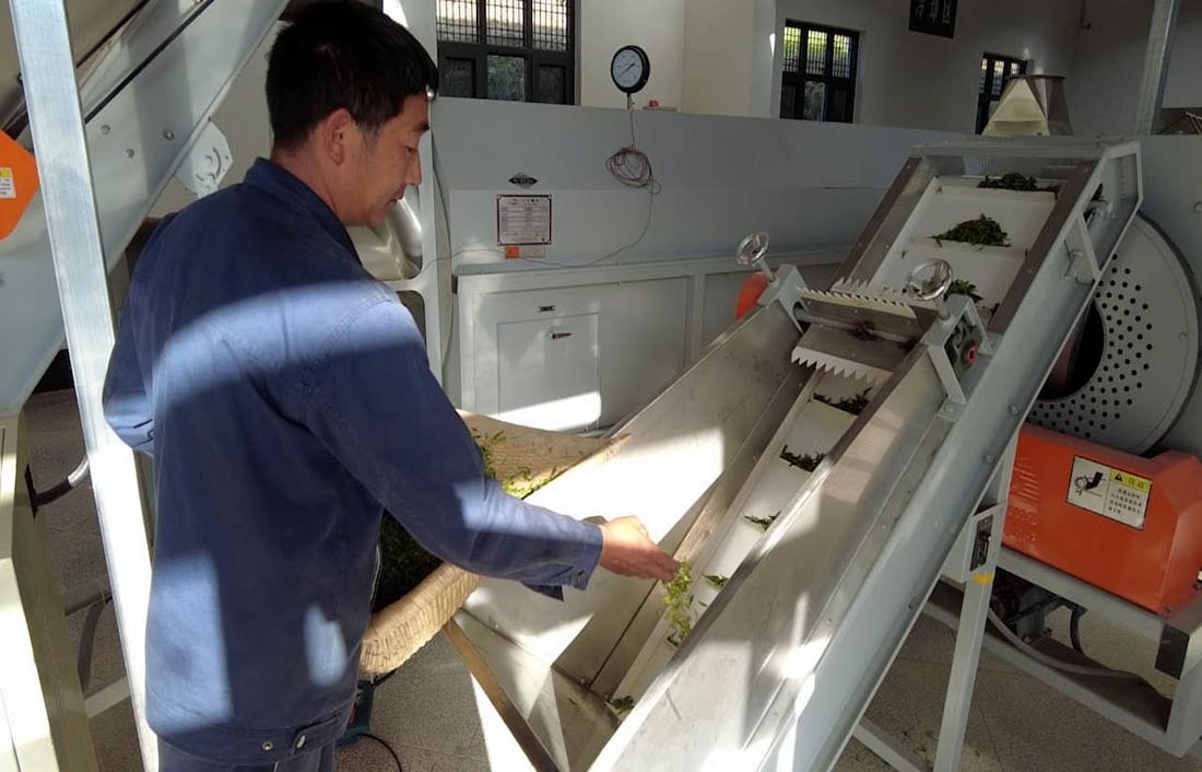  茶廠工人正在查看茶青質量。 受訪者供圖