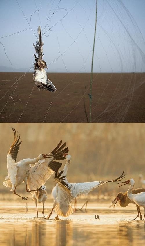 拼版圖片：圖為2011年和2023年鄱陽湖區(qū)的變化，曾經(jīng)湖區(qū)內(nèi)分布有捕鳥網(wǎng)，如今人與自然和諧共生的理念深入人心。攝影：傅建斌 周海燕 制作：賈稀荃