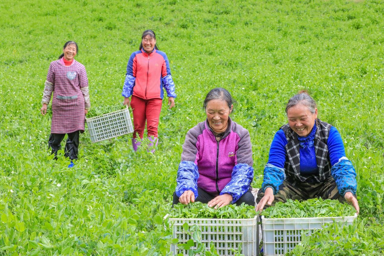 在四川省阿壩藏族羌族自治州馬爾康市馬爾康鎮(zhèn)納足村，當(dāng)季蔬菜喜獲豐收，群眾正在忙著采收、裝箱供應(yīng)市場。來源：人民圖片