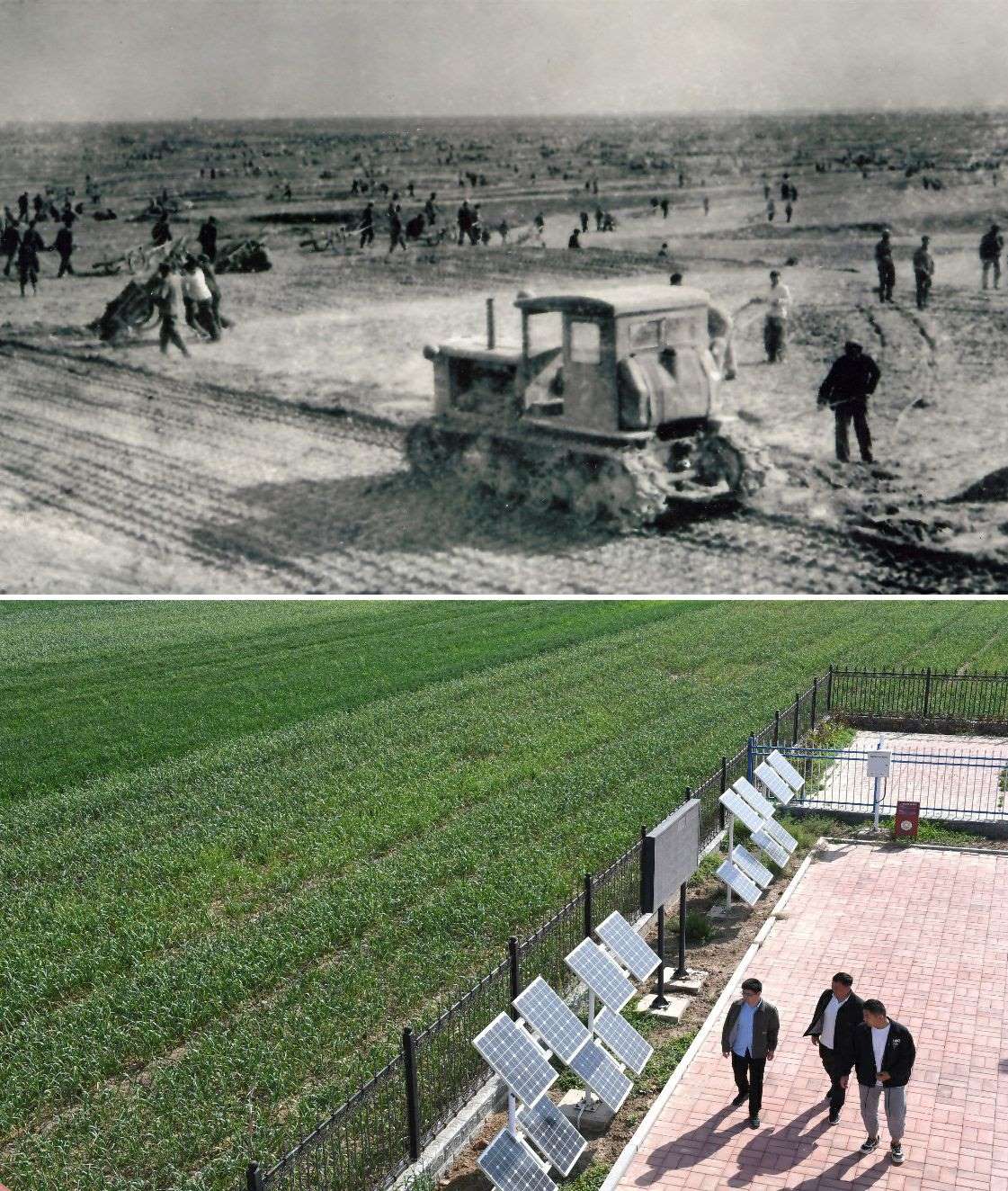 上圖為二十世紀(jì)六十年代蘭考改造鹽堿地的情景（資料照片）；下圖為2024年4月18日拍攝的蘭考縣紅廟鎮(zhèn)高標(biāo)準(zhǔn)農(nóng)田示范區(qū)。（新華社記者 朱祥 攝）