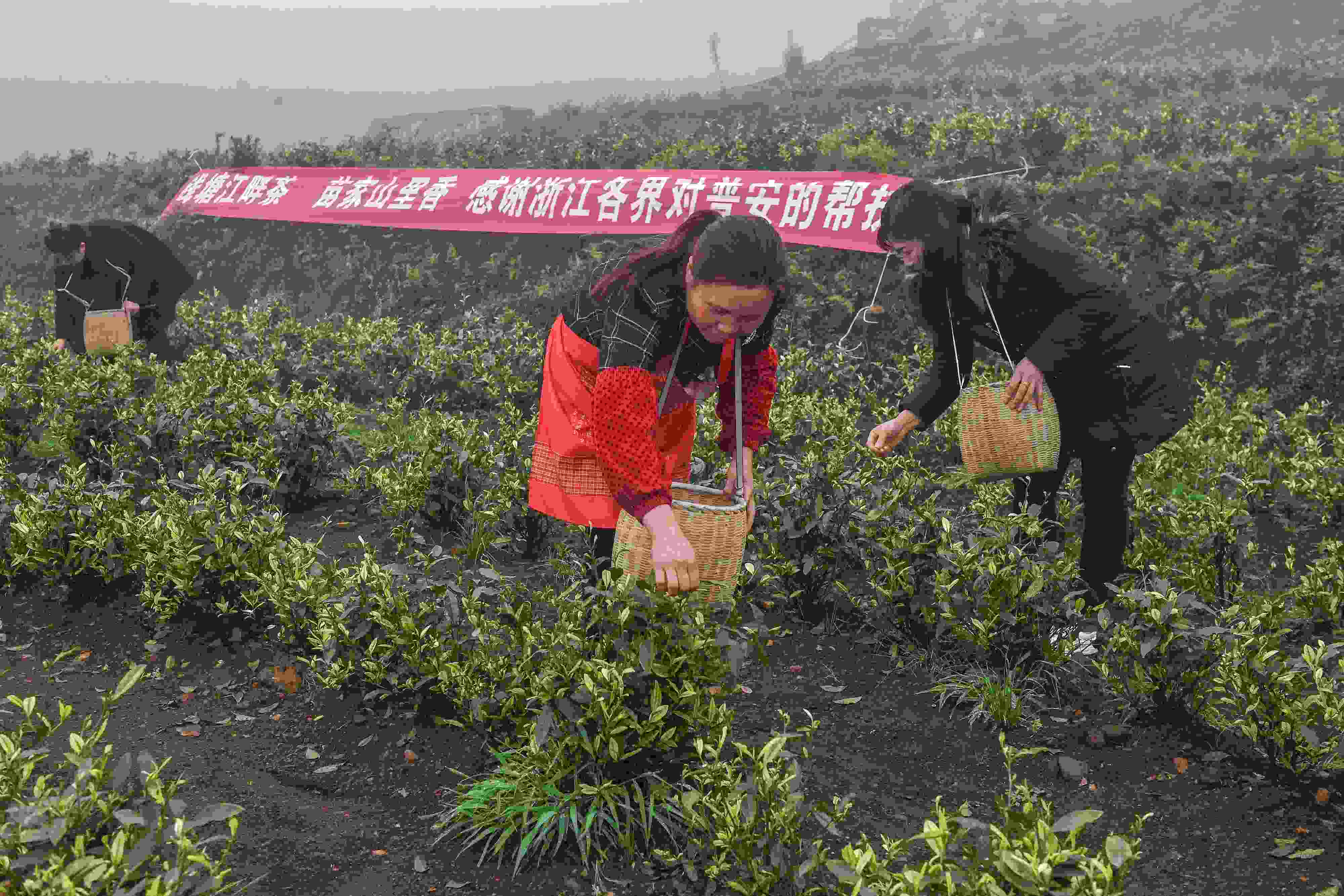 2021年4月14日，工人在貴州省黔西南州普安縣地瓜鎮(zhèn)屯上村“白葉一號”感恩茶園采茶。這片茶園由浙江省安吉縣捐贈。