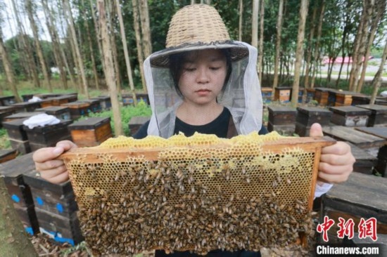 吳素英查看蜂蜜產(chǎn)蜜情況。湯曉逵 攝