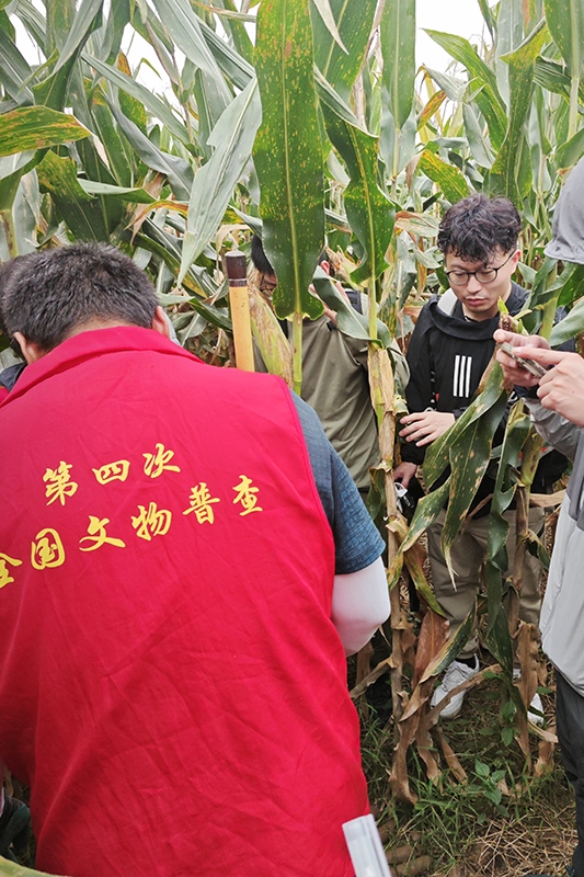 普查隊(duì)員正在使用探鏟進(jìn)行探測(cè)。中國(guó)文物報(bào)供圖