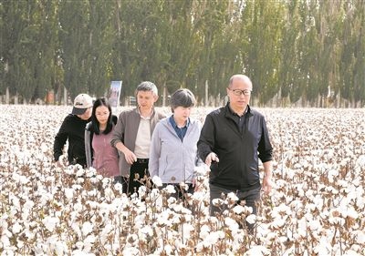 李召虎團(tuán)隊(duì)成員在棉田了解試驗(yàn)情況。 受訪單位供圖