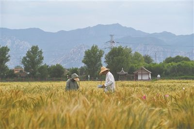 圖為中國農(nóng)業(yè)大學(xué)師生在該校上莊實(shí)驗(yàn)站開展小麥育種工作。馬文哲攝