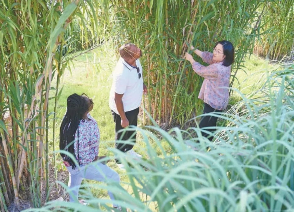 福建農(nóng)林大學(xué)國(guó)際菌草工程技術(shù)研究中心工作人員（右）在向盧旺達(dá)留學(xué)生介紹菌草品種“綠洲1號(hào)”蘆竹的生長(zhǎng)情況。新華社記者 林善傳 攝