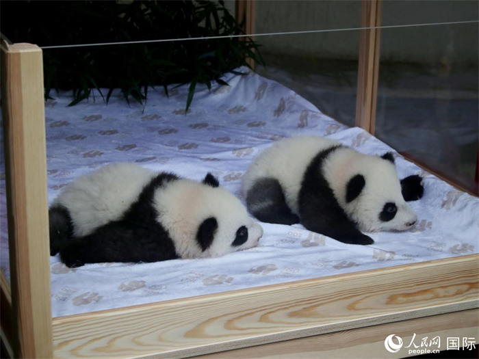 柏林動物園的明星“夢好”與“夢甜”。人民網(wǎng) 肖晶攝