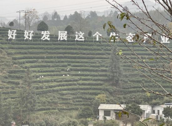 景寧畬族自治縣澄照鄉(xiāng)三石村馬嶺頭茶葉基地。劉軍國(guó)攝