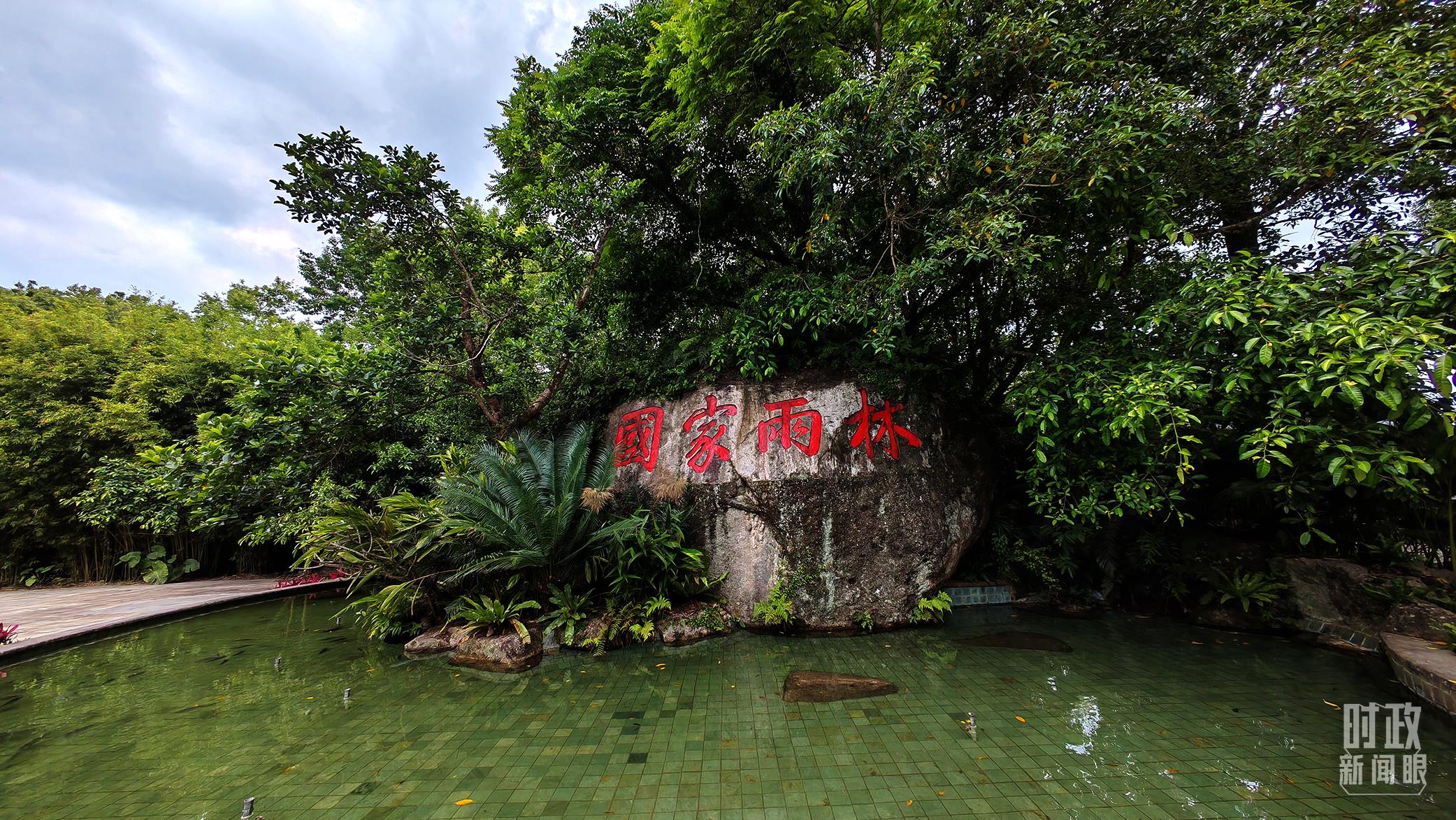 海南熱帶雨林國家公園。（總臺央視記者彭漢明拍攝）