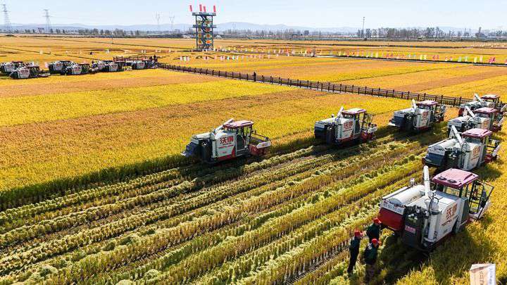 2024年9月22日，在黑龍江省重要糧食產(chǎn)區(qū)哈爾濱市方正縣的稻田中，農(nóng)機開啟“黑龍江秋收第一鐮”作業(yè)（無人機照片）。新華社記者 王松 攝
