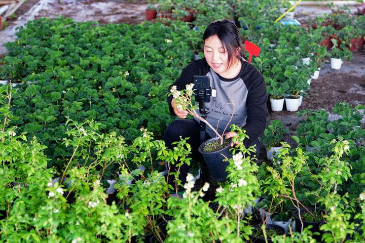 2024年4月27日，在山東省惠民縣姜樓鎮(zhèn)立冉果蔬種植合作社，工作人員在直播賣藍莓苗。新華社記者 郭緒雷 攝