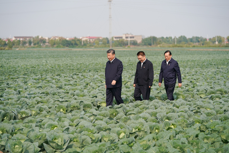 2024年11月5日，習近平總書記在湖北嘉魚潘家灣鎮(zhèn)十里蔬菜長廊考察。