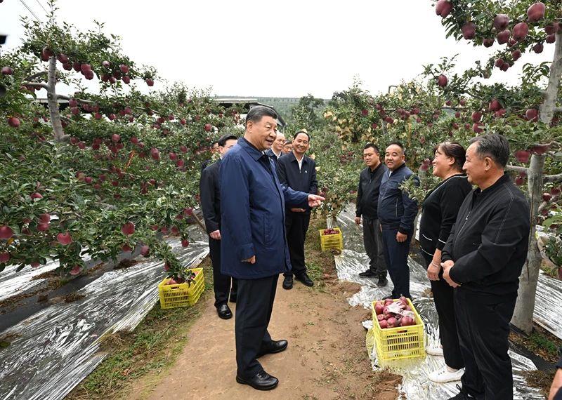 △2024年9月11日，習(xí)近平總書記在甘肅天水市麥積區(qū)南山花牛蘋果基地考察時(shí)，走進(jìn)果林了解相關(guān)種植、技術(shù)和管理情況。