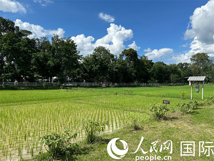 泰國沙功那空省水稻種植示范基地。人民網(wǎng)記者 簡承淵攝