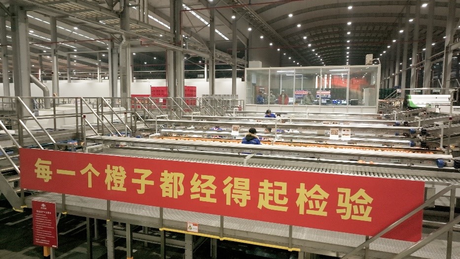 工人在智能生產(chǎn)線上對(duì)臍橙精深加工。人民網(wǎng)記者 張力洋攝