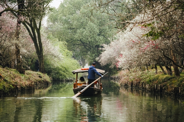杭州西溪濕地，河岸梅花盛開(kāi)。圖片來(lái)源：視覺(jué)中國(guó)