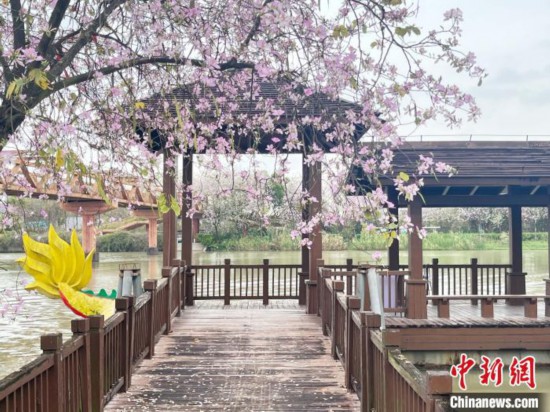 3月7日，廣州海珠國家濕地公園宮粉紫荊花海吸引游人。中新社記者 許青青 攝