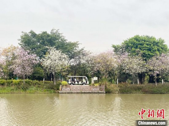 3月7日，廣州海珠國家濕地公園宮粉紫荊花海吸引游人。中新社記者 許青青 攝