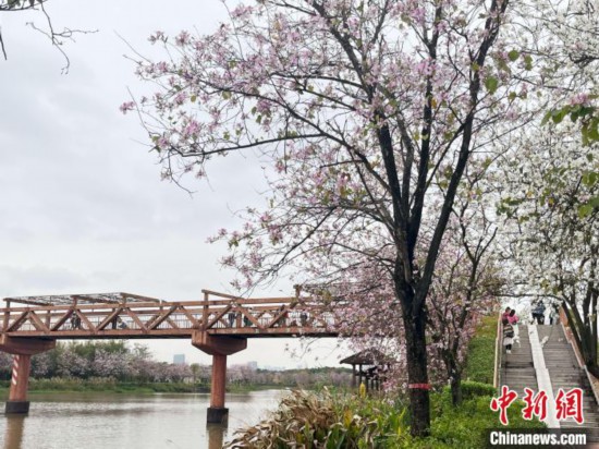 3月7日，廣州海珠國家濕地公園宮粉紫荊花海吸引游人。中新社記者 許青青 攝