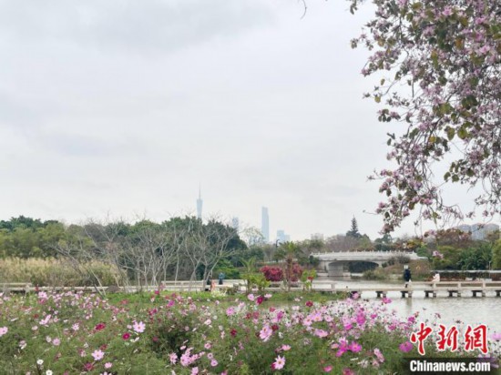 每年三月，廣州海珠國家濕地公園迎來最具標志性的景觀之一——宮粉紫荊花海，公園內(nèi)的石榴崗河沿岸兩側(cè)，數(shù)千株宮粉紫荊綿延3.2公里，粉紅與粉白的花朵交織如云，頗為浪漫。據(jù)悉，宮粉紫荊因其耐濕性強、花期長的特性，是廣州海珠國家濕地公園生態(tài)修復(fù)的優(yōu)選樹種。近年來通過科學(xué)管養(yǎng)，花量相較往年明顯增加，盛花期持續(xù)近一個月時間，預(yù)計浪漫景致將延續(xù)至清明前。圖為3月7日，廣州海珠國家濕地公園宮粉紫荊花海吸引游人。中新社記者 許青青 攝
