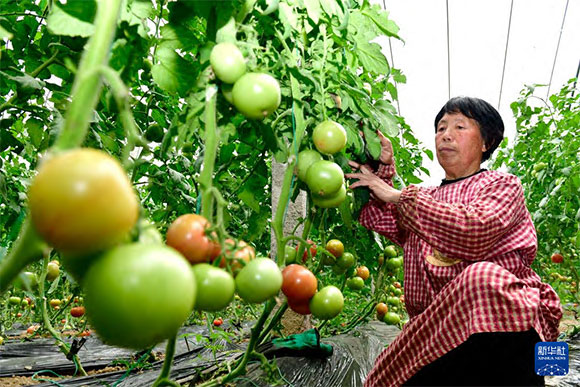 3月13日，在菏澤市鄆城縣張營街道，農(nóng)民在設(shè)施大棚里打理西紅柿。
