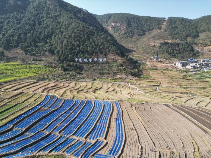 △近日，四川涼山一現(xiàn)代農(nóng)業(yè)園春耕育秧?yè)屴r(nóng)時(shí)。