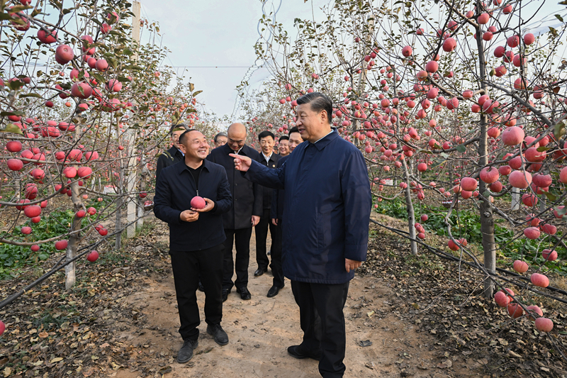 2022年10月26日，習(xí)近平總書記在陜西省延安市安塞區(qū)高橋鎮(zhèn)南溝村的蘋果園里同老鄉(xiāng)們親切交流。