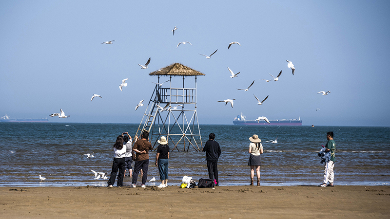 2024年5月12日，河北秦皇島，北戴河鴿子窩公園成群海鷗在天空中自由翱翔，與大海、藍(lán)天構(gòu)成了一幅美麗的畫卷。