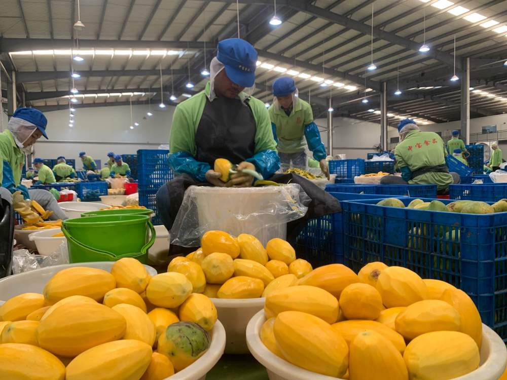 2023年3月7日，工作人員在柬埔寨磅士卑省的中寶（柬埔寨）食品科技有限公司處理芒果。自區(qū)域全面經(jīng)濟伙伴關(guān)系協(xié)定（RCEP）生效實施以來，柬埔寨的農(nóng)產(chǎn)品正在更加便利地進入中國市場。