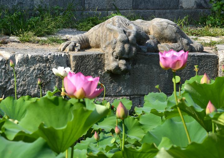 萬寧橋位于北京地安門外大街中部、什剎海東岸，是北京中軸線上最古老的橋梁，至今已有700多年歷史。近年來，北京市持續(xù)為萬寧橋“瘦身減負(fù)”，橋體風(fēng)貌得以完整展現(xiàn)，方便游客走近欣賞，深入了解古橋承載的價(jià)值和內(nèi)涵。這是2023年7月18日拍攝的北京萬寧橋橋東的鎮(zhèn)水獸。